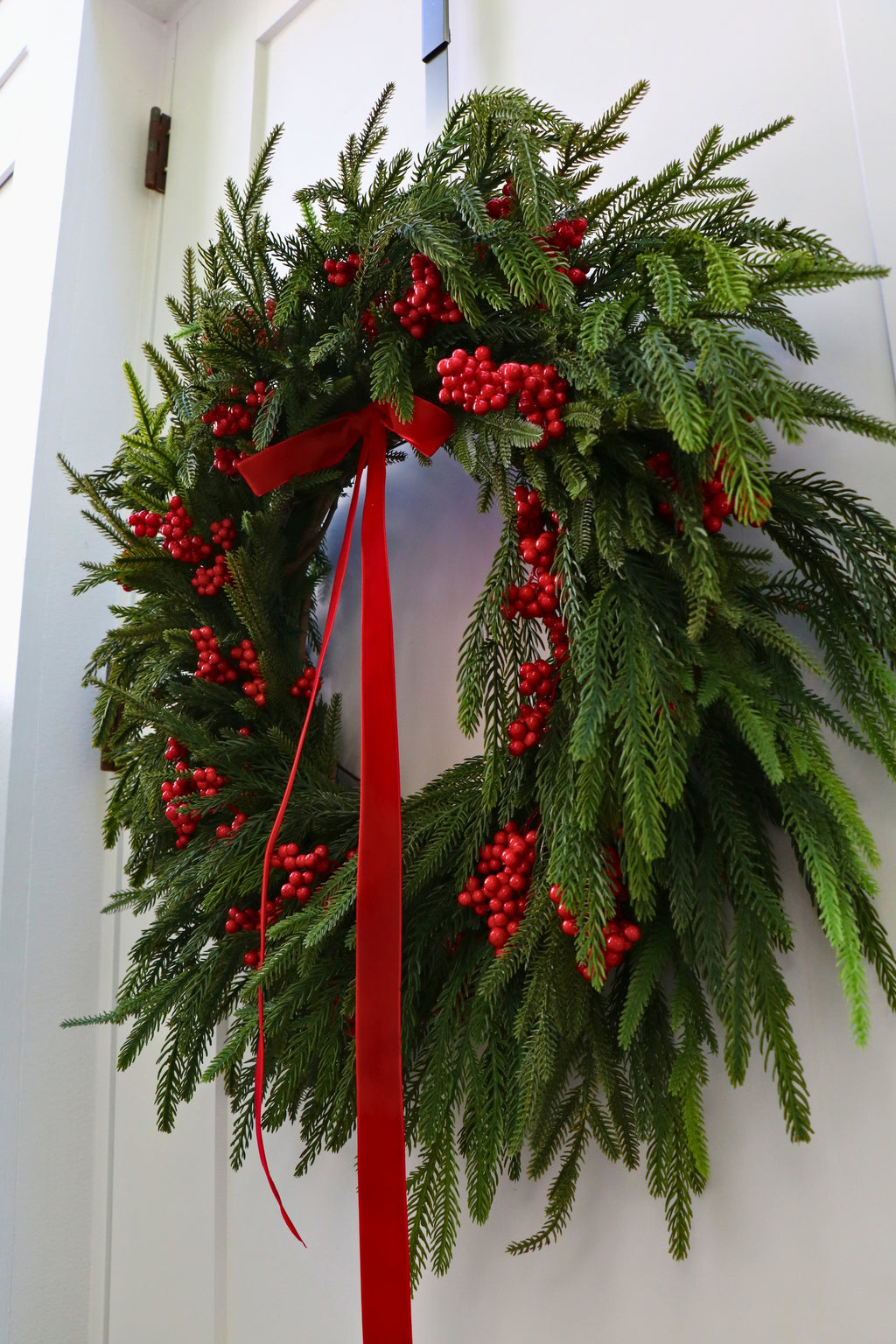 Scarlet Welcome Norfolk Christmas Wreath — professional product photo 8.